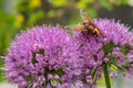 Allium millenium in close-up with hornet mimic hoverfly Royalty Free Stock Photo