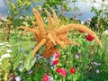 Ornamental amaranth on a flowering meadow in the company of annuals