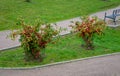 Ornamental apple trees in the park on the square have the shape of shrubs branching directly from the ground. They are wrapped in Royalty Free Stock Photo