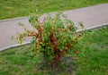 Ornamental apple trees in the park on the square have the shape of shrubs branching directly from the ground. They are wrapped in Royalty Free Stock Photo