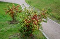 Ornamental apple trees in the park on the square have the shape of shrubs branching directly from the ground. They are wrapped in Royalty Free Stock Photo