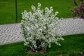 Ornamental apple trees in the park on the square have the shape of shrubs branching directly from the ground. They are wrapped in Royalty Free Stock Photo