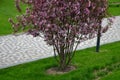 Ornamental apple trees in the park on the square have the shape of shrubs branching directly from the ground. They are wrapped in Royalty Free Stock Photo