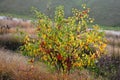 Ornamental apple trees in the park on the square have the shape of shrubs branching directly from the ground. They are wrapped in Royalty Free Stock Photo