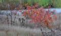 Ornamental apple trees in the park on the square have the shape of shrubs branching directly from the ground. They are wrapped in Royalty Free Stock Photo