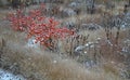 Ornamental apple trees in the park on the square have the shape of shrubs branching directly from the ground. They are wrapped in Royalty Free Stock Photo