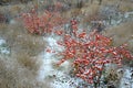 Ornamental apple trees in the park on the square have the shape of shrubs branching directly from the ground. They are wrapped in