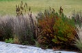 Ornamental apple trees in the park on the square have the shape of shrubs branching directly from the ground. They are wrapped in Royalty Free Stock Photo