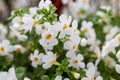 Ornamental bacopa flowers - Latin name - Chaenostoma cordatum. Bacopa monnieri, herb Bacopa is a medicinal herb used in Ayurveda, Royalty Free Stock Photo