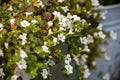 Ornamental bacopa