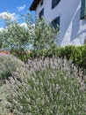 Ornamental beam with lush flowering lavender bushes Royalty Free Stock Photo