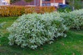 Ornamental bicolor shrub Cornus Alba with variegated white green leaves. Decorative trimmed Ivory Halo Dogwoods bushes