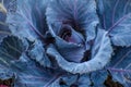 Ornamental Blue Cabbage Growing in Garden