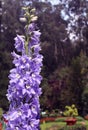 Ornamental blue flowers