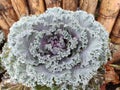 Ornamental Brassica, a beautiful plant adding more beauty to the garden