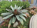 Ornamental bromeliad plant from Brazil