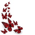 Ornamental butterflies