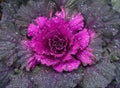 Ornamental cabbage