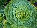 Ornamental Cabbage