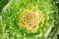 Ornamental Cabbage