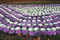 Ornamental cabbage bed