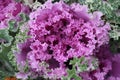 Ornamental cabbage, Brassica oleracea Royalty Free Stock Photo