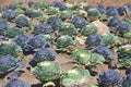 ornamental cabbage Royalty Free Stock Photo