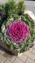 Ornamental cabbage