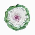 Ornamental cabbage flower Royalty Free Stock Photo