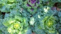 Ornamental cabbage. Flowering Kale. Garden trends. Brassica oleracea Glamour Red and Chidori White Varieties. Cole. Classification