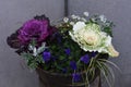 Ornamental cabbage Flowering kale