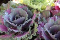 Ornamental cabbage in the garden Royalty Free Stock Photo