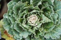 Ornamental cabbage with green leaves. Flowering kale. Decorative vegetables. Decorative autumnal bedding plant Royalty Free Stock Photo