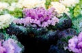 Ornamental cabbage or kale curly leaves purple pink colour Royalty Free Stock Photo