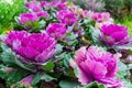 Ornamental cabbage or ornamentel leaved kale, beautiful vioet cabbage in garden