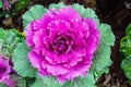 Ornamental cabbage or ornamentel cut kale or ornamentel leaved kale, vioet cabbage in garden