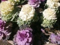 Ornamental cabbage 2