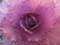 ornamental cabbage