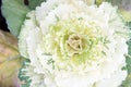 Ornamental cabbage plant close up. Beautiful cabbage harvest. Decorative cabbage with white leaves top view. Kale plant