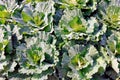 Ornamental cabbage - plants Brassica oleracea in Latin