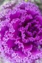 Ornamental Cabbage purple flower head Royalty Free Stock Photo