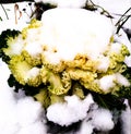 Ornamental cabbage under a layer of white