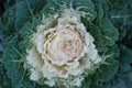 Ornamental cabbage with white leaves. Decorative vegetables. Decorative autumnal bedding plant. Royalty Free Stock Photo