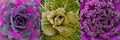 Ornamental cabbages Royalty Free Stock Photo