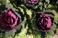 Ornamental cabbages bloom