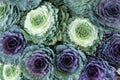 Ornamental Cabbages Brassica Oleracea decorative cabbage flowers background from the top view. Royalty Free Stock Photo