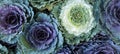 Ornamental Cabbages Brassica Oleracea decorative cabbage flowers background from the top view. Royalty Free Stock Photo