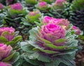 Ornamental cabbages from close Royalty Free Stock Photo