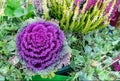 Ornamental cabbages. Flowering purple-pink cabbage plant Royalty Free Stock Photo