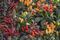 Ornamental capsicum Annuum Peppers of different varieties and colors in autumn, outdoor, in the garden, bright colorful